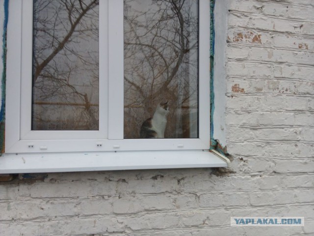 Котовторник  14.06.2016