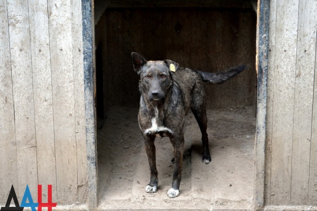 Собаки и кошки в зоне военного конфликта. Донецкий приют спас сотни животных