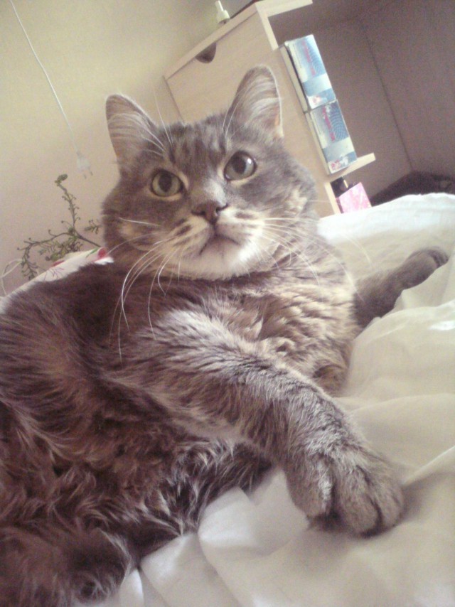 Котовторник 30.08.2016