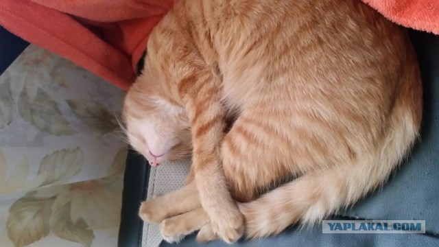 Котовторник 14.03.2017