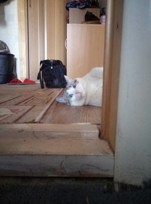 Коты и Кошки