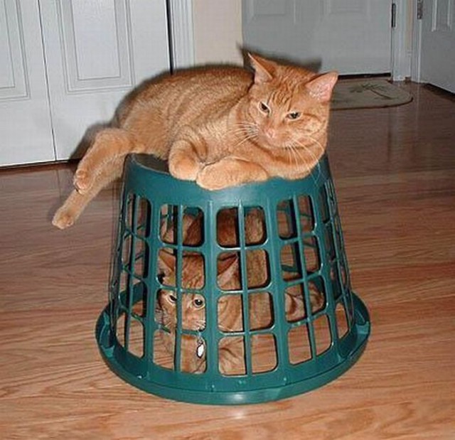 Коты и Кошки
