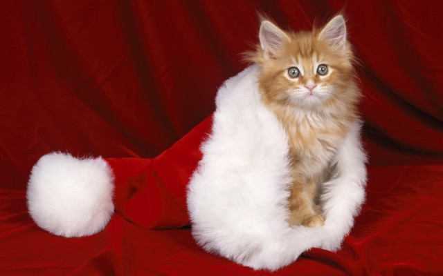 Коты и Кошки