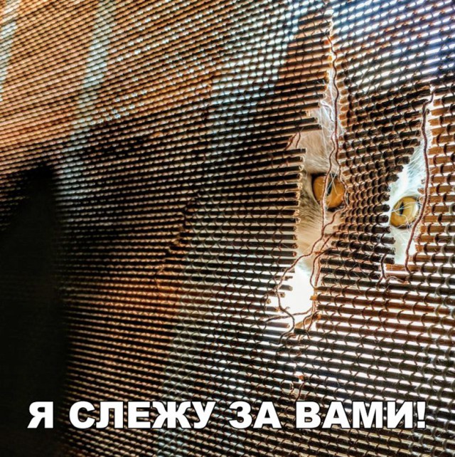 Всякая всячина