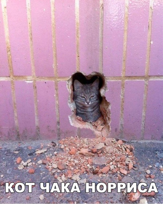Коты и Кошки