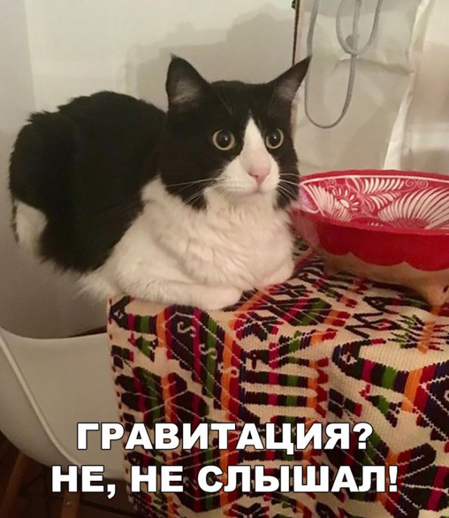 Прикольных котов пост