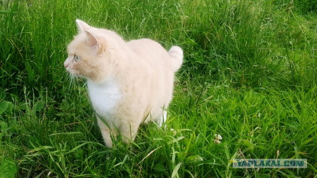 Кот без прикрас