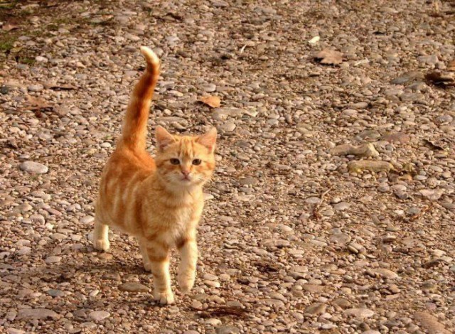 Прикольные коты на среду! ОЧЕНЬ МНОГО! Часть 2