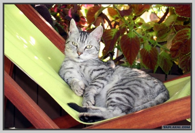 УРРААА ! Котовторник на ЯПлакалъ !