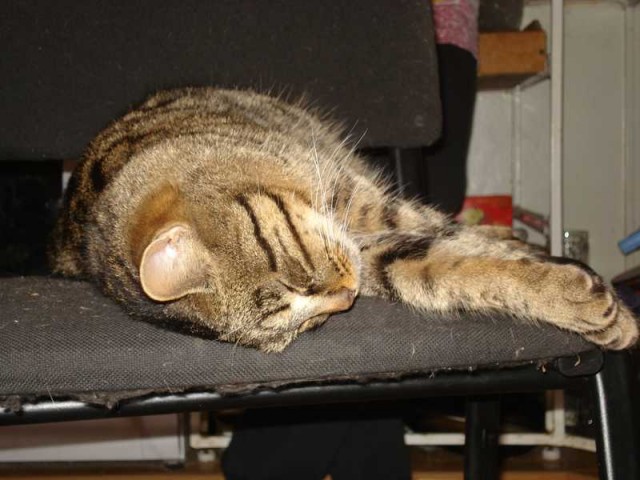 Котовторник на ЯПлакалъ