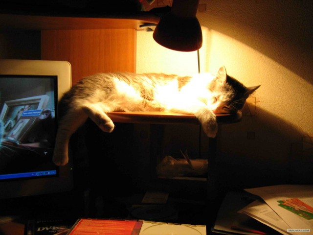 Котовторник на 03.02.2009