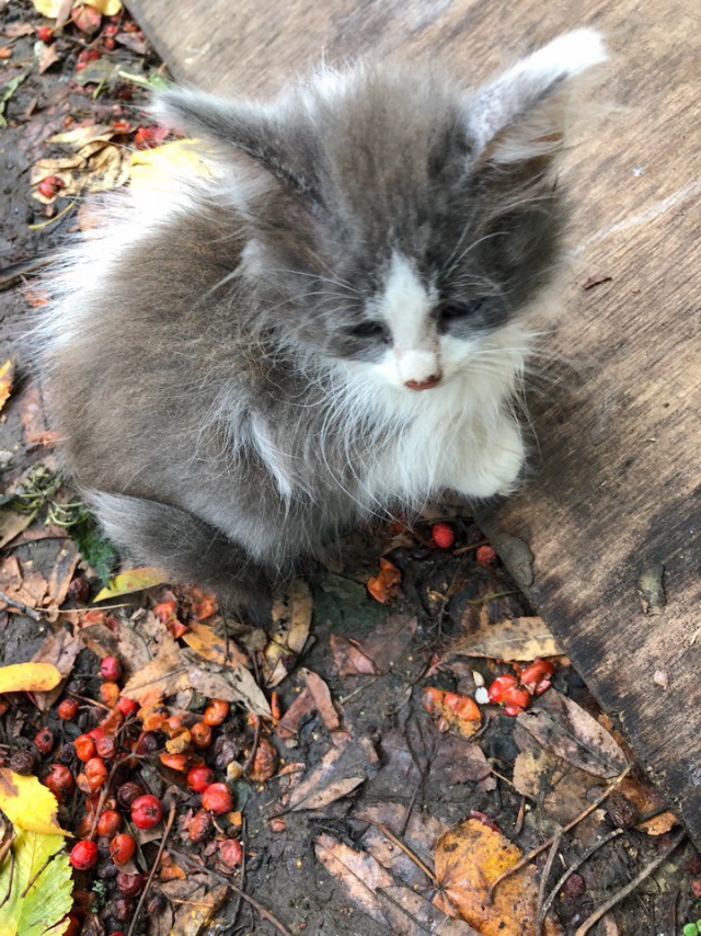 Прикольных котов пост