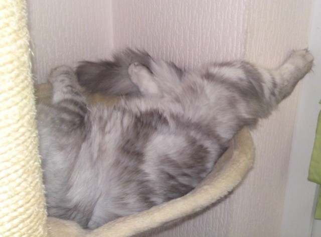 Начинаем котовторник!