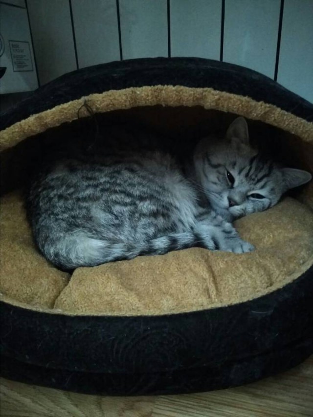 Разборки с котом