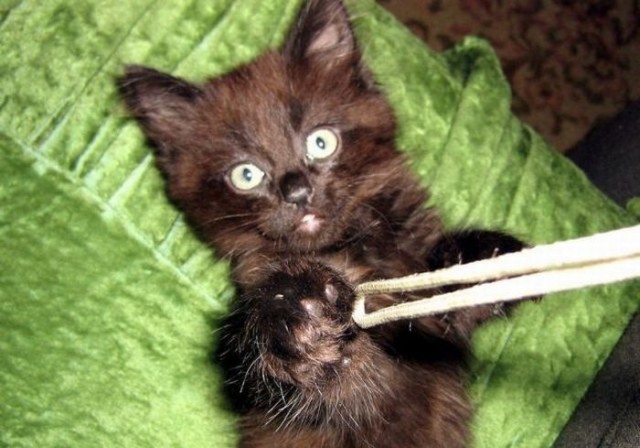 Котовторник!