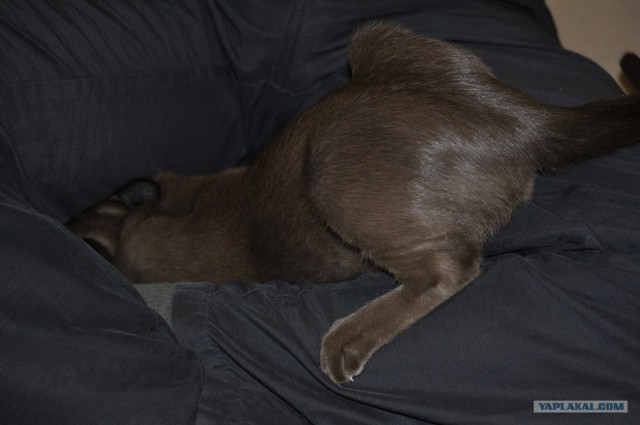 Котовторник (07.02.2012)