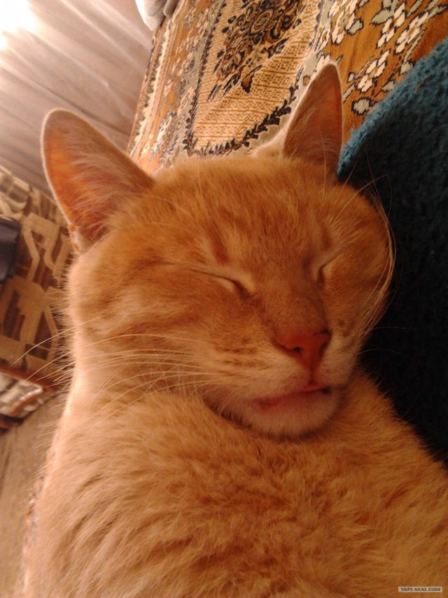 Котовторник (15.05.2012)