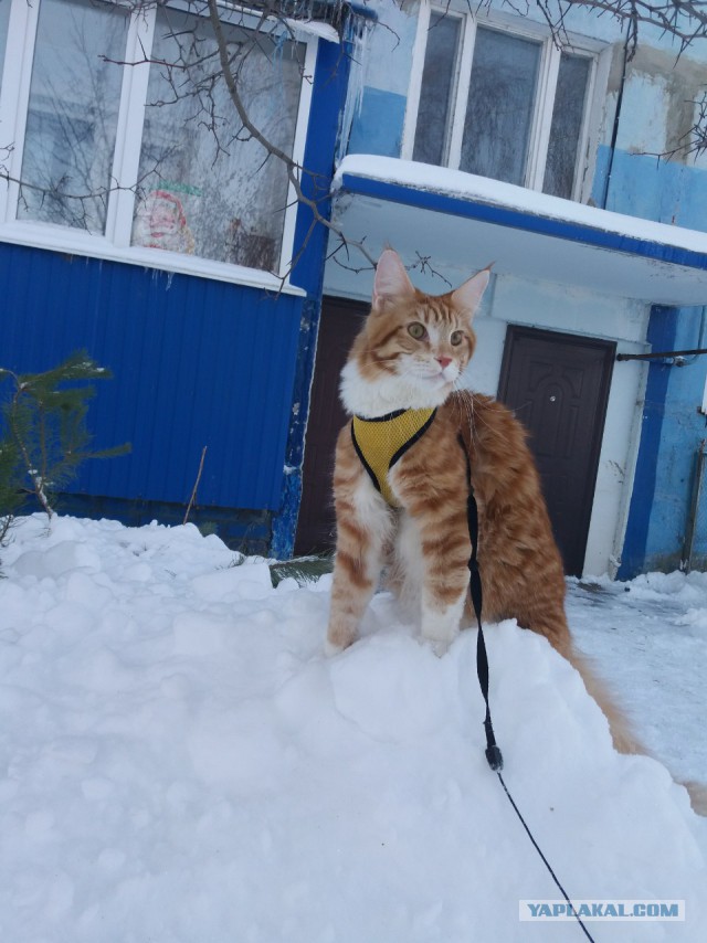 Зимние коты