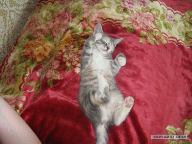 Котовторник 03 07 2012