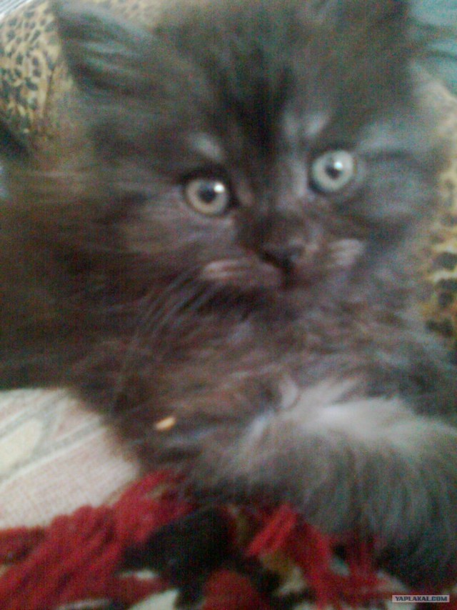 Котовторник  17.07.2012