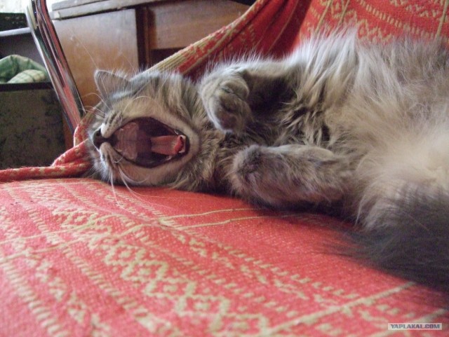 Котовторник 31.07.2012 г.