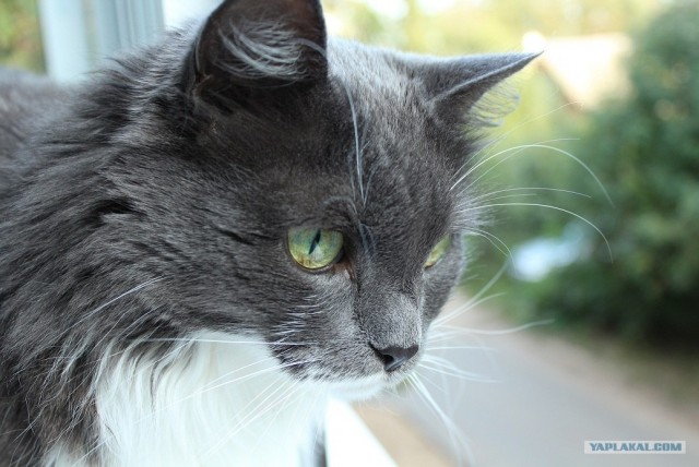Котонянька и котовторник