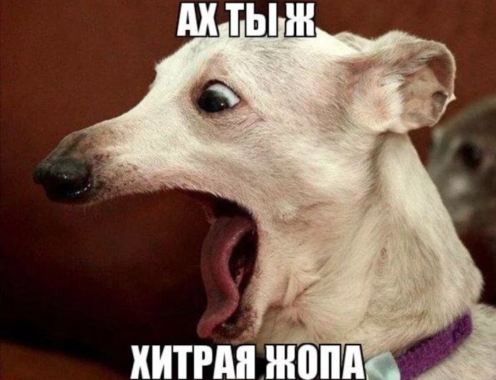 Отдай! Это не тебе!