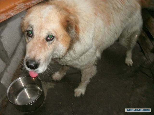 Собакам запретили появляться в общественных местах