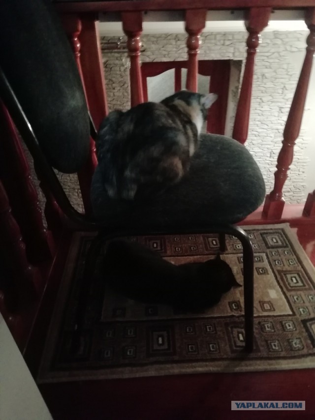 Котовторник 26.02.2019