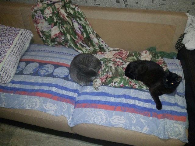 Котовторник 19.03.2019