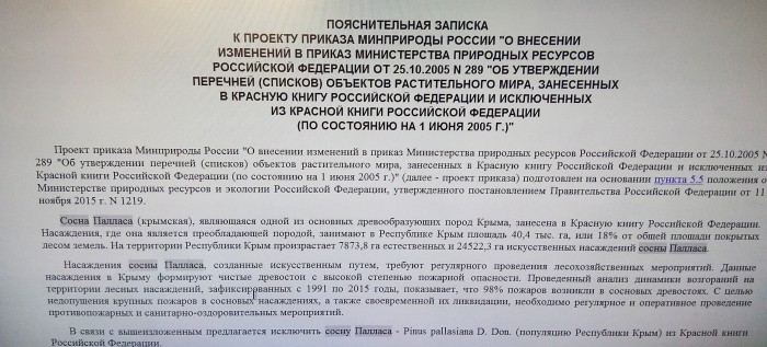 Крымская власть признала уникальную сосну сорняком и добилась исключения из красной книги.