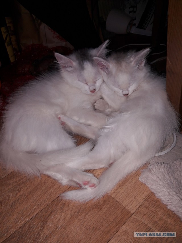 Раздаем котят в добрые руки.