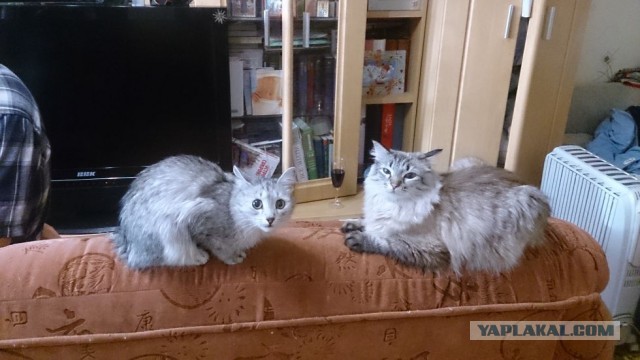 Названы самые популярные породы кошек в России