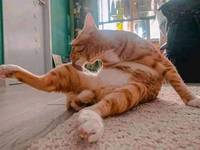 Забавные фото котеек