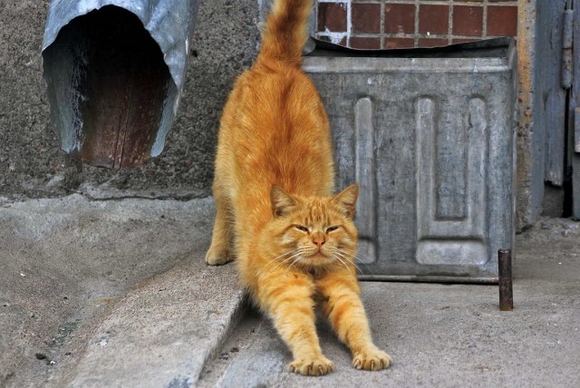 Забавные фото котеек