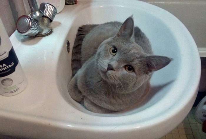 Котовторник от генерала мяу