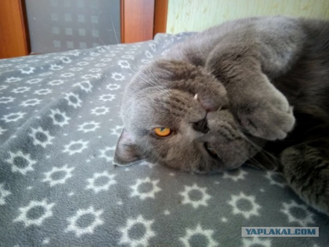 Котовторник 28.01.2020