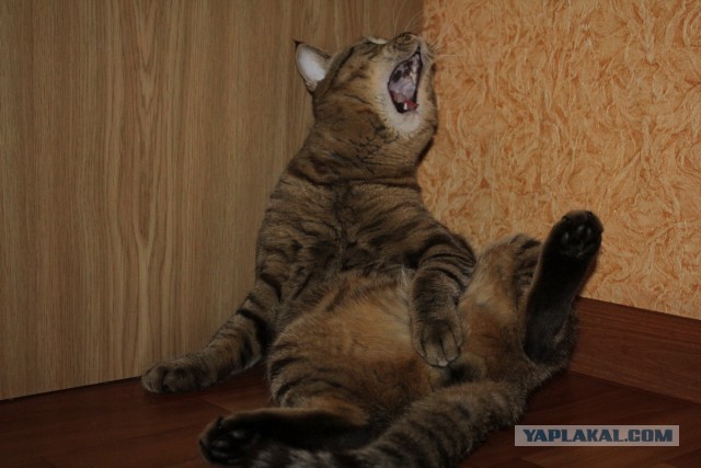 "Удоли!" Дурацкие фото котеек, которые они просили не показывать