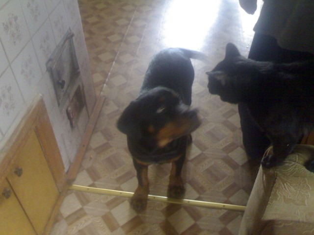 Котовторнику быть!