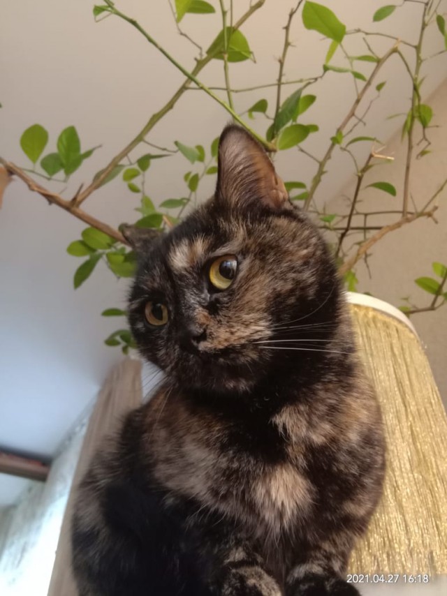 Даешь котовторник!