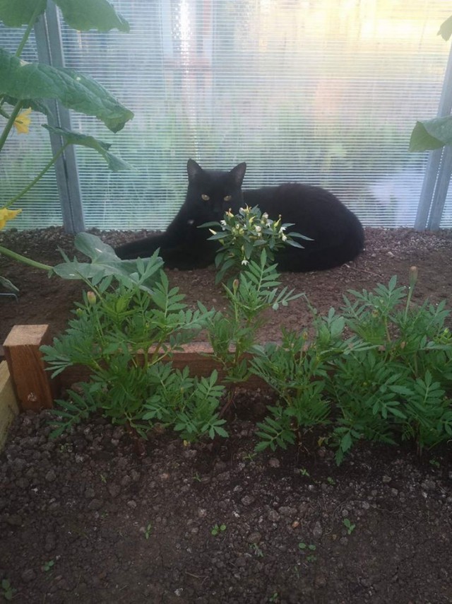 Кот Василий