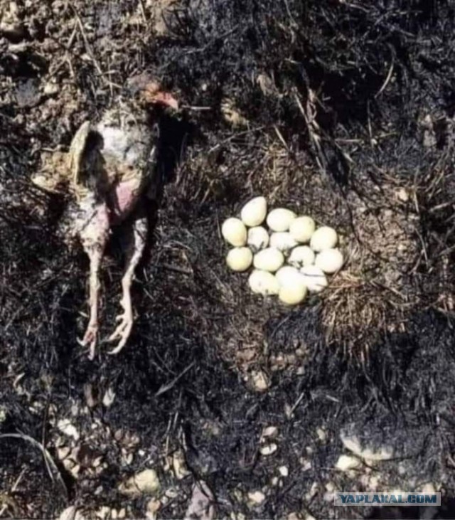 Пожары в Якутии