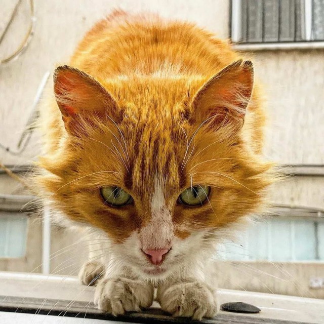 Разные котики