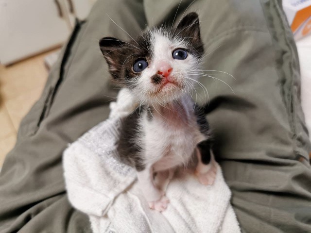 Котовторник же уже наступил?