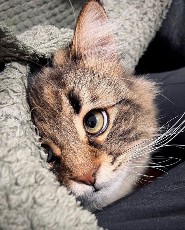 Котовторник так котовторник