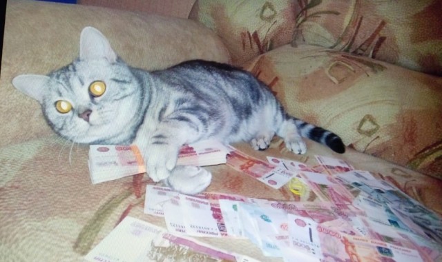 Котовторник 25.01.22