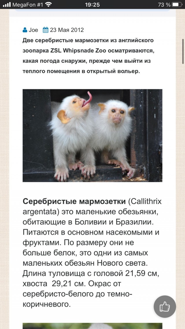 Что за дивный зверёк, не подскажете?