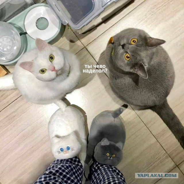 Подарок верному другу