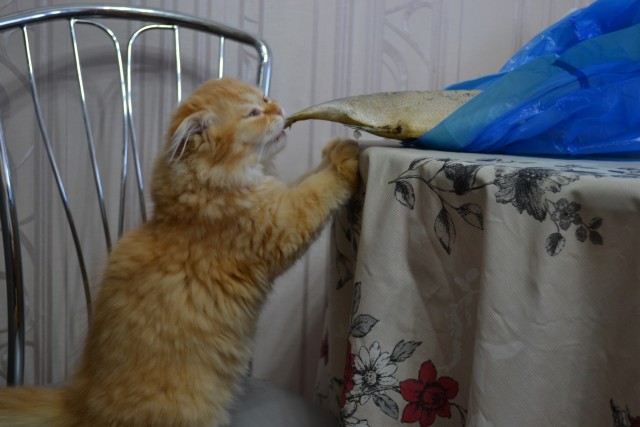 А это мой котан к котовторнику