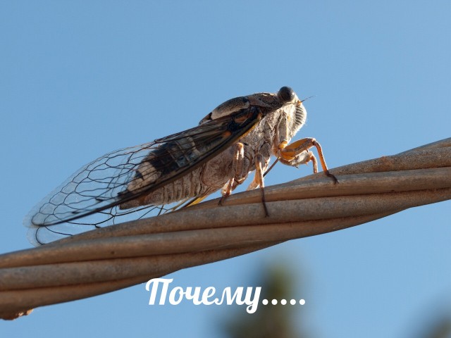 Родиться цикадой - это: